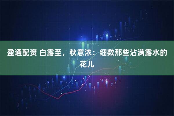 盈通配资 白露至，秋意浓：细数那些沾满露水的花儿